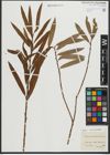 Foto von Salix purpurea L. x Salix viminalis L.